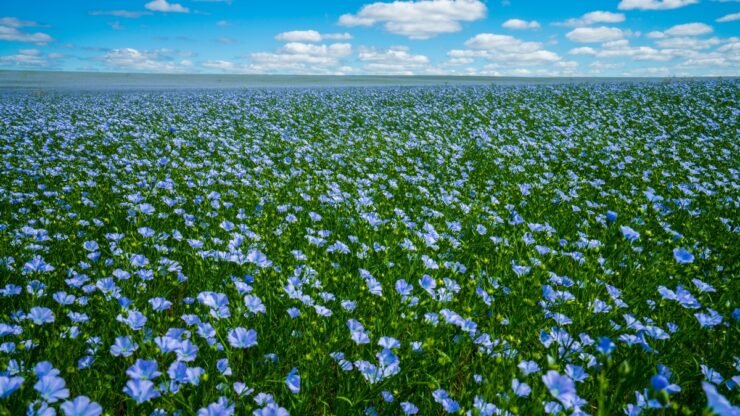 The Flax Plant: Nature’s Gift for Sustainable Fabrics